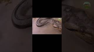 Green Anaconda reproduction #shorts