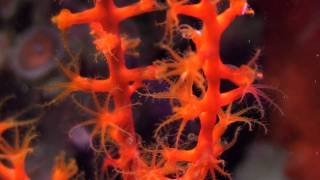 orange tree gorgonian "Swiftia Exserta"