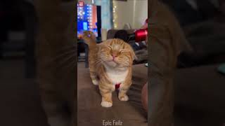 Funny Animal Videos 2023 Best Dogs And Cats 😺😍 #shorts