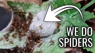 WE DO SPIDERS! back to spider content - You Bought These SPIDERLINGS!