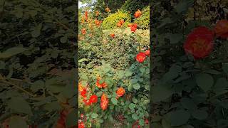 Red Roses 🌹🌹#viral #relaxing #naturebeauty #ytshorts