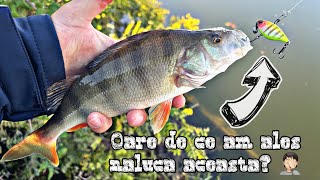 🎣 Ce are naluca asta? 🎣 Am prins peste la fiecare lanseu 🎣 am facut o partida de pescuit perfecta 🎣