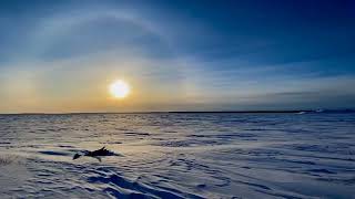 My Life In Arctic (109)- Beautiful sunny day , Ptarmigan around the town and Sun halo!