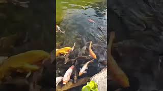 Golden Fishes