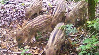 ウリ坊、かわいい！　イノシシ　キツネ　シカ　うり坊　トレイルカメラ