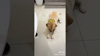 Funny Dog reaction #dog #doglover  #tiktok  #trending