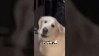 This dog got very confused