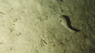 Fish   Narrow lined puffer fish