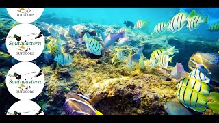 Hawaii Snorkeling - Hanauma Bay State Park - Oahu Hawaii - Aug 2022