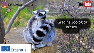 Grădină zoologică Brasov - zoo Brasov - Hayvanat Bahçesi Brasov