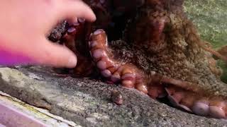 Petting an Octopus, the MOST Inkcredible animal ever. OctoWhisperer