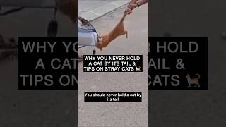 Why you should never hold a cat by the tail ‼️ #karachi #cats