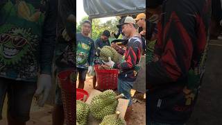 Durian harvesting / average 4,3kg/1 fruit #fruit #asianfruit #durian #tropicalfruit  #harvesting