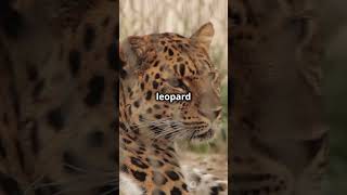 Leopard Facts You Didn't Know! #animal #facts #animalfacts #animals #nature #naturelovers #leopard