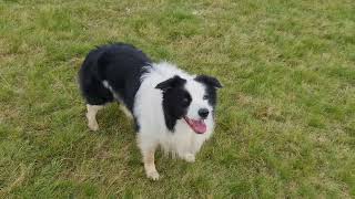 Border Colli "Tricks" #monio #bordercollie ‎@bordercolliemonio  #dog #pies #sztuczki #tricks