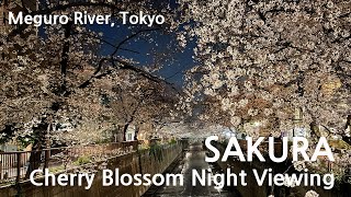 SAKURA - Cherry Blossom Night Viewing(Meguro River, Tokyo)