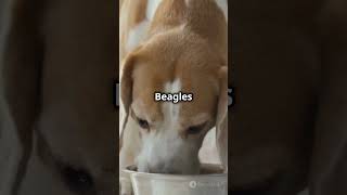 5 Amazing Facts About Beagles! 🐾 #shorts