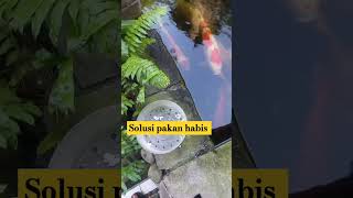 solusi pakan habis