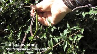 How to identify Cat's claw vine Macfadyena unguis-cati