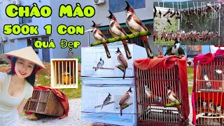 Thật Khủng Khiếp Vào Mùa Chào Mào Đẹp Nhất Trong Năm Giá 500K Một Con Quá Đẹp