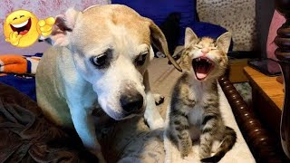 try Not To Laugh funniest cats and dogs 2024 part 7