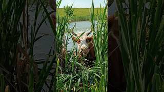 Корова либит затрак на воде