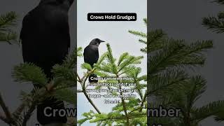 Crows Hold Grudges🐦‍⬛🤩🤔| did you know?#daily #dailyshorts #crows