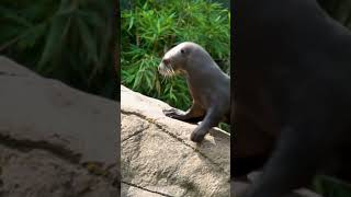 Watch These Rare Giant Otters Play