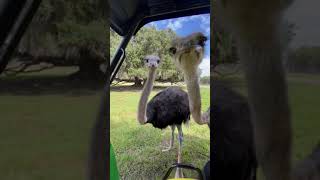 Air biting Ostriches