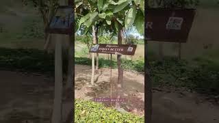 Trees at Pallikaranai Marshland | Indian Butter | Go Green