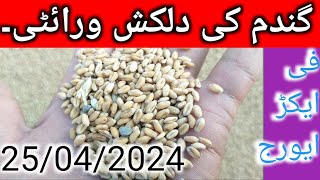 اس سال گندم کی دلکش ورئٹی کی حقیقت۔