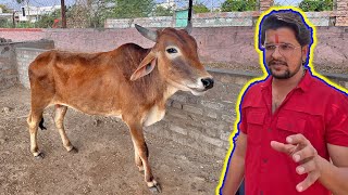 नन्दू हुआ बीमार अब क्या करे 😱😱😱#baawalechorevlogs #cowvlog #nandu #fmd #khurpaka #desicow #cowlover