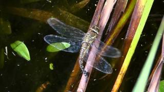 Migrant Hawker Dragonfly ovipositing