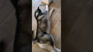 Alaskan Malamute Feeling Lazy On Rainy Tuesday🥱😅 #shorts #funnyvideo #cute #dog #shortsvideo #pets