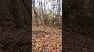 November 10th Autumn Forest Scene #DreamTrackAI #Tennessee #easttndude #fallenleaves #fun #hiking