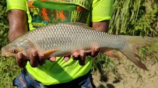 Best Cast Net Fishing Video | Traditional Cast Net Fishing Video In pond | Net Fishing