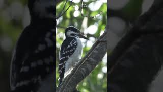 This woodpecker can peck 20 times per second #nature #shorts