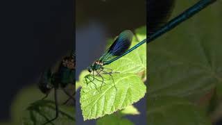 Banded demoiselle