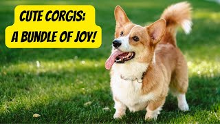 Corgi Facts You NEED to Know!