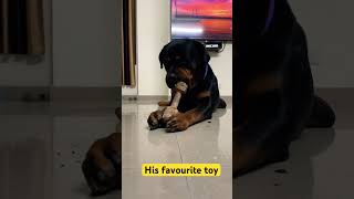 Cute Rottweiler #shorts #trending #rottweiler #dog #cutedog #aggressivedog #guarddog #yt