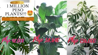 MOST EXPENSIVE PLANT IV'E EVER SEEN || PLANT WORTH PHP138,000 😱