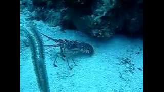 Lobster in Grand Cayman