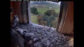 FalconCam Project 07.11.2024 06:55