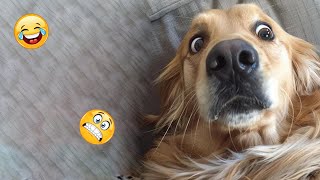 FUNNIEST GOLDEN RETRIEVERS😂 | Funny Dog Videos of 2024