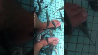 FISH PEDICURE  |  DOCTOR FISH ( Garra rufa)