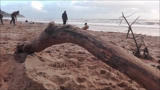 Shore fishing SW UK