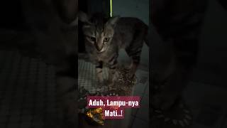 #kucing#melenggang di Atas Meja#matilampu#ritasugiarto