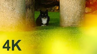 4K Free Stock Footage: Cat on a Lawn, Slow Motion (4 videos)