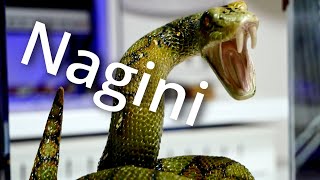 Nagini / Harry Potter / The Magical Creatures /  Unboxing / The Noble Collection / Horcrux