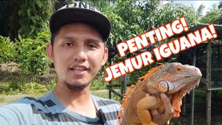 Kepentingan Menjemur Iguana!